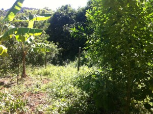 Linhas de Guandu (à direita).