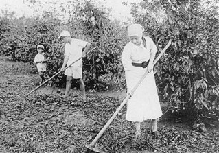 Japanese_Workers_in_Coffee_Plantation