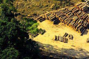 corte de árvores na amazônia