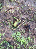 feijão mucuna deixando a casca