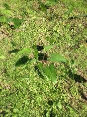 Feijão mucuna com 1 mês.