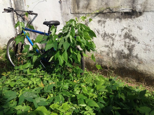 o feijão adora subir no que está a sua volta